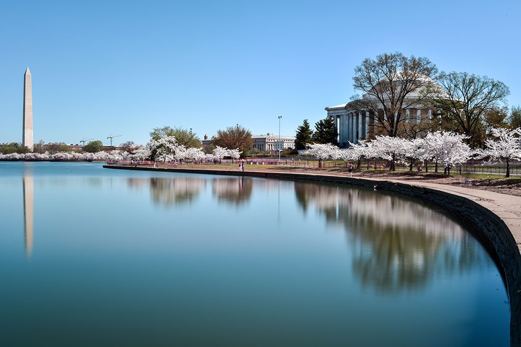 Tidal Basin Cherry Blossoms Washington DC
