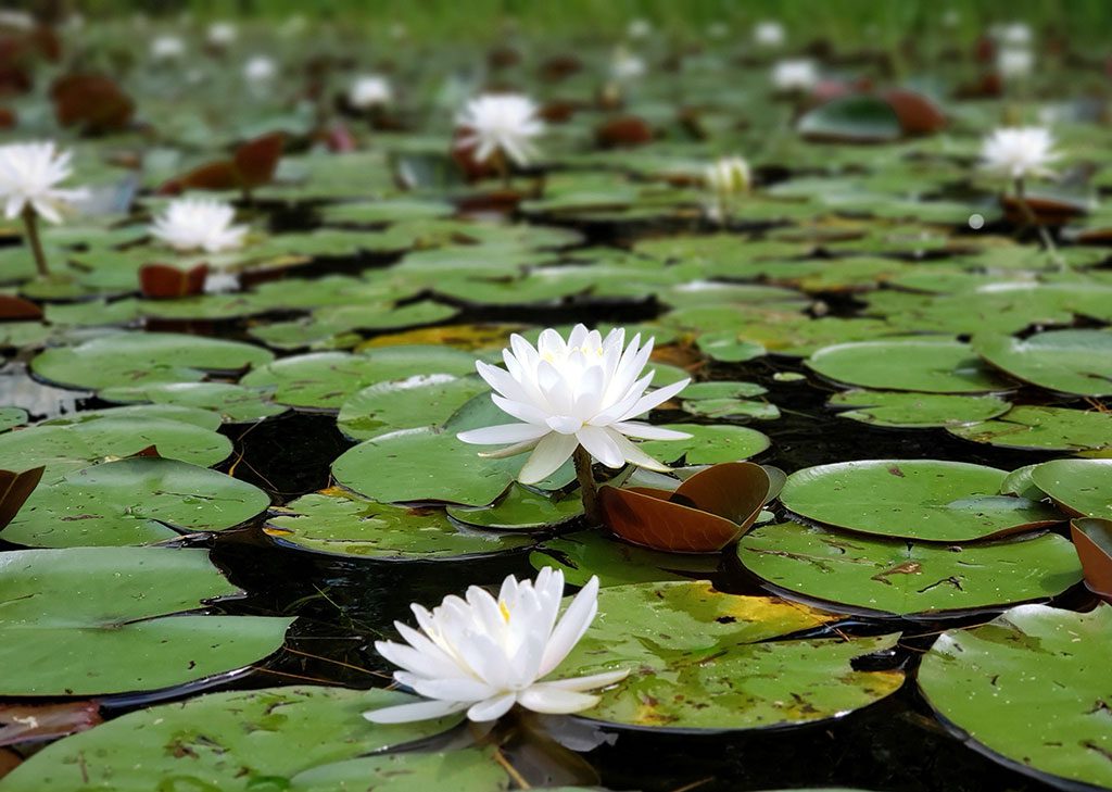 Serene water with lilies at Kenilworth Park and Aquatic Gardens, a picturesque setting for a picnic in DC.