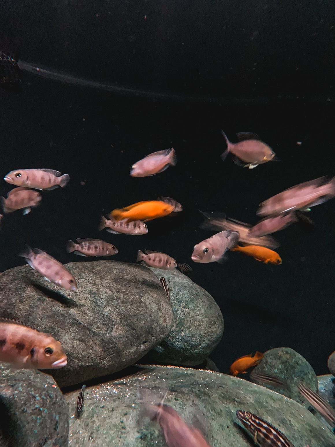 National Aquarium in Baltimore MD