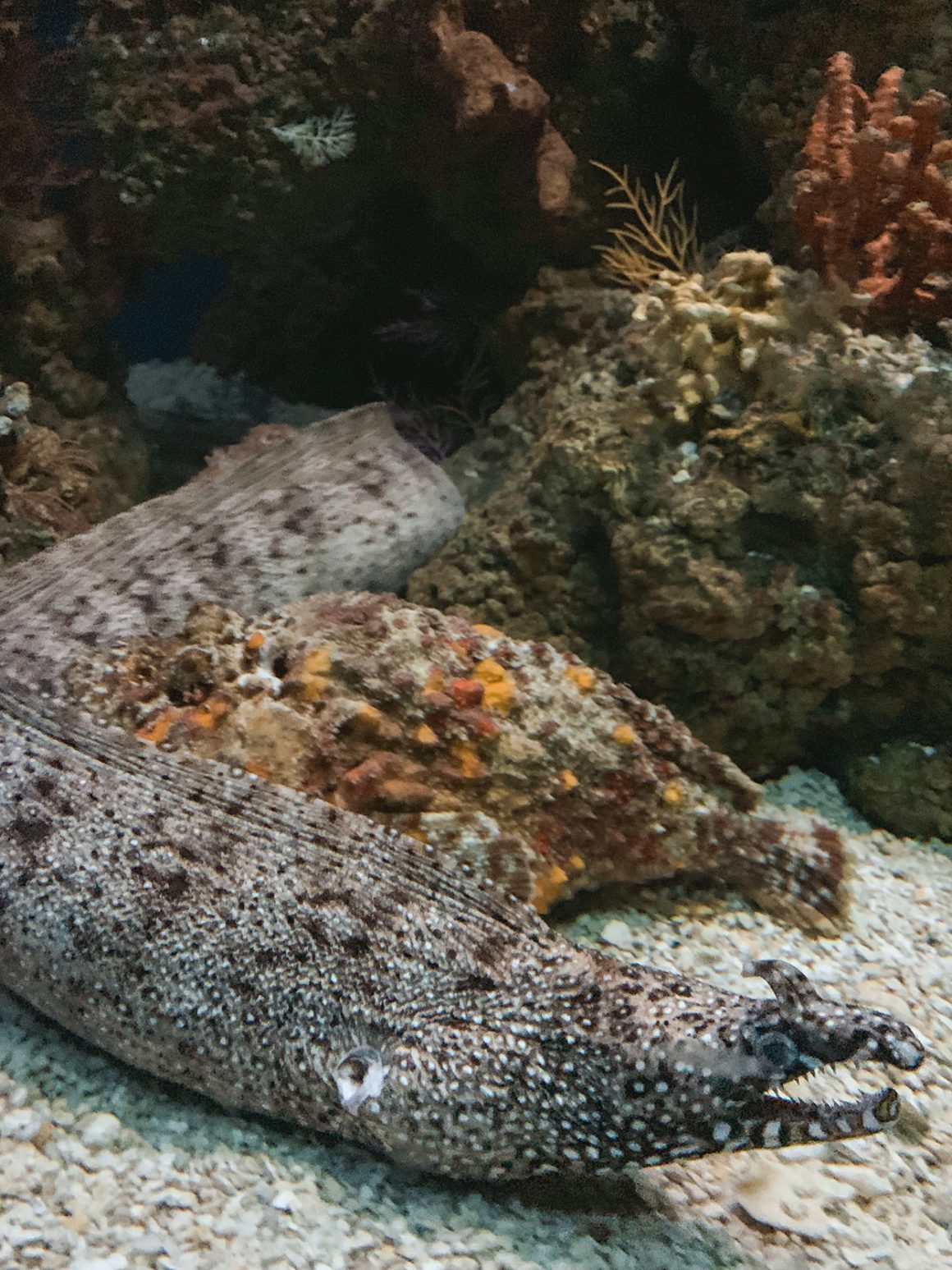 National Aquarium in Baltimore MD