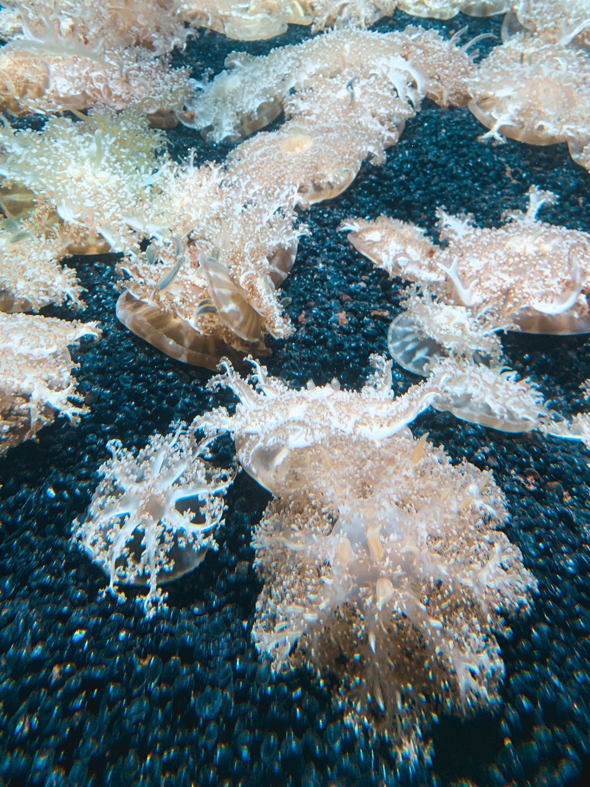 National Aquarium in Baltimore MD