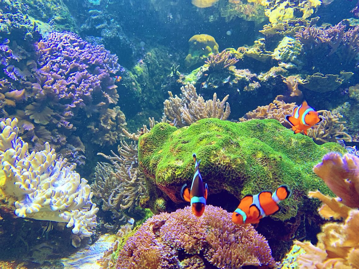 National Aquarium in Baltimore Inner Harbor