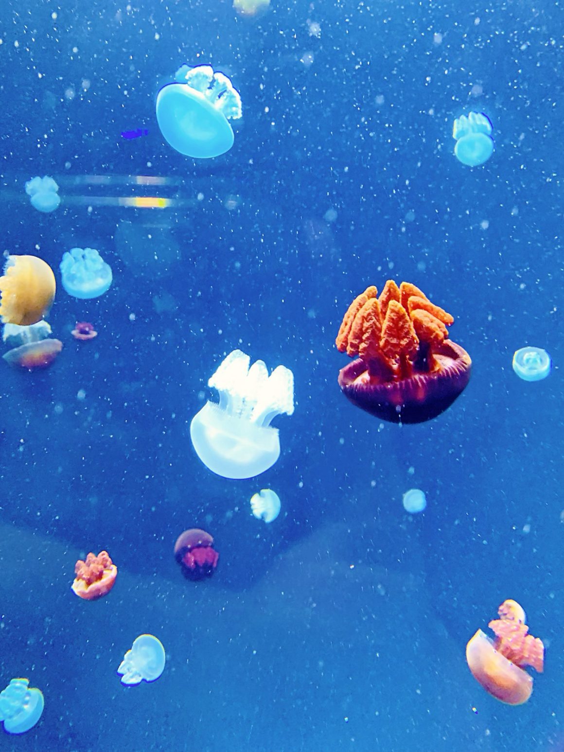 National Aquarium in Baltimore Inner Harbor