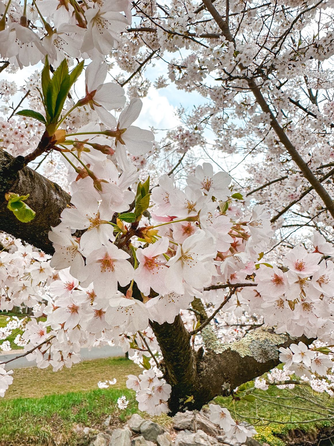 - photo credit Keryn Means publisher of DCTravelMag.com