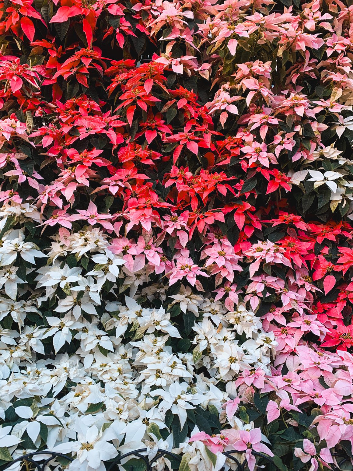 29+ Great Christmas Market DC Offers for 2024! - The US Botanic Garden in Washington, DC, showcasing festive holiday decorations and seasonal plants in a warm, inviting setting.