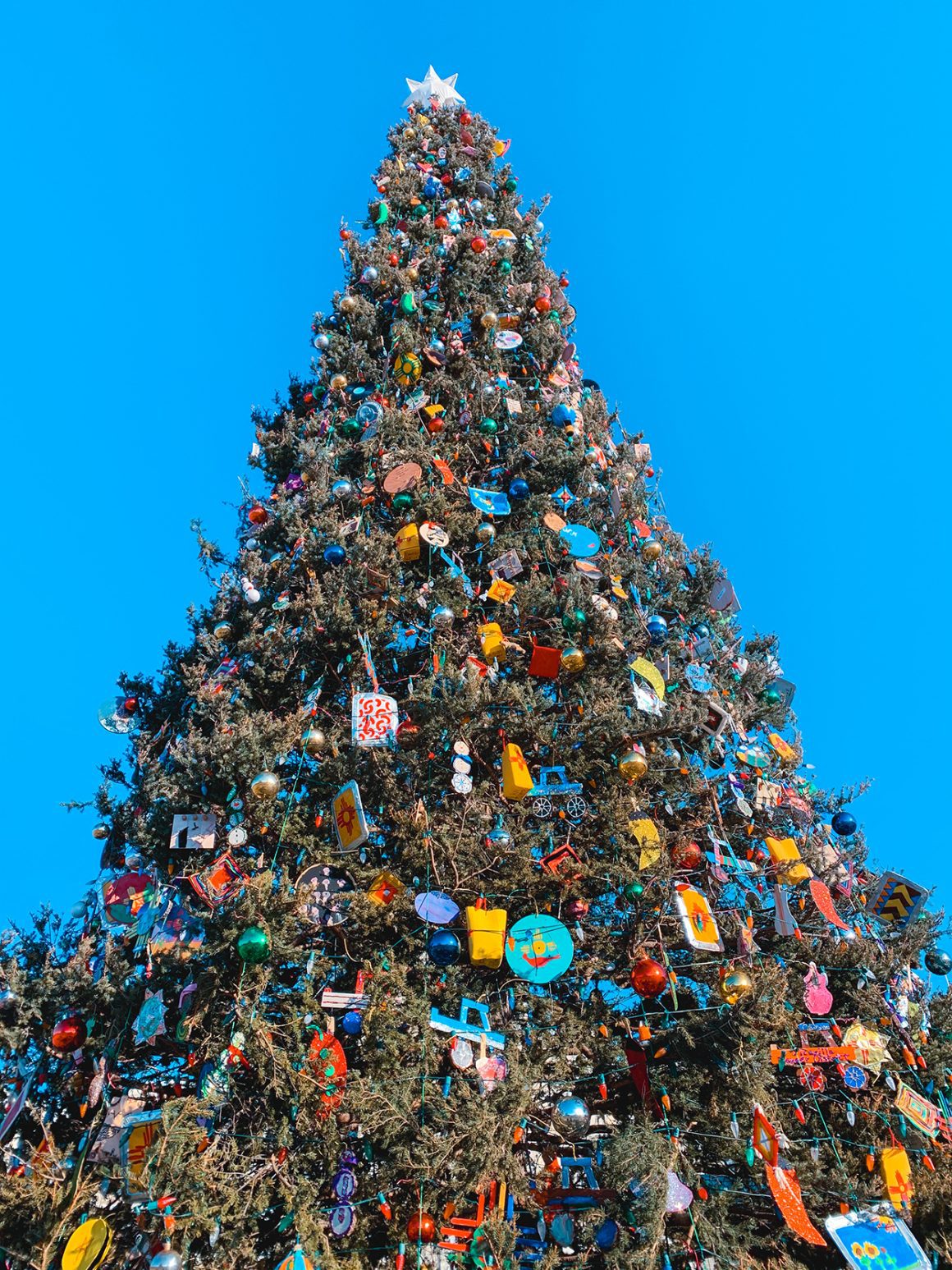 Capitol Tree The Peoples Tree in Washington DC- photo by Keryn Means publisher of DCTravelMag.com