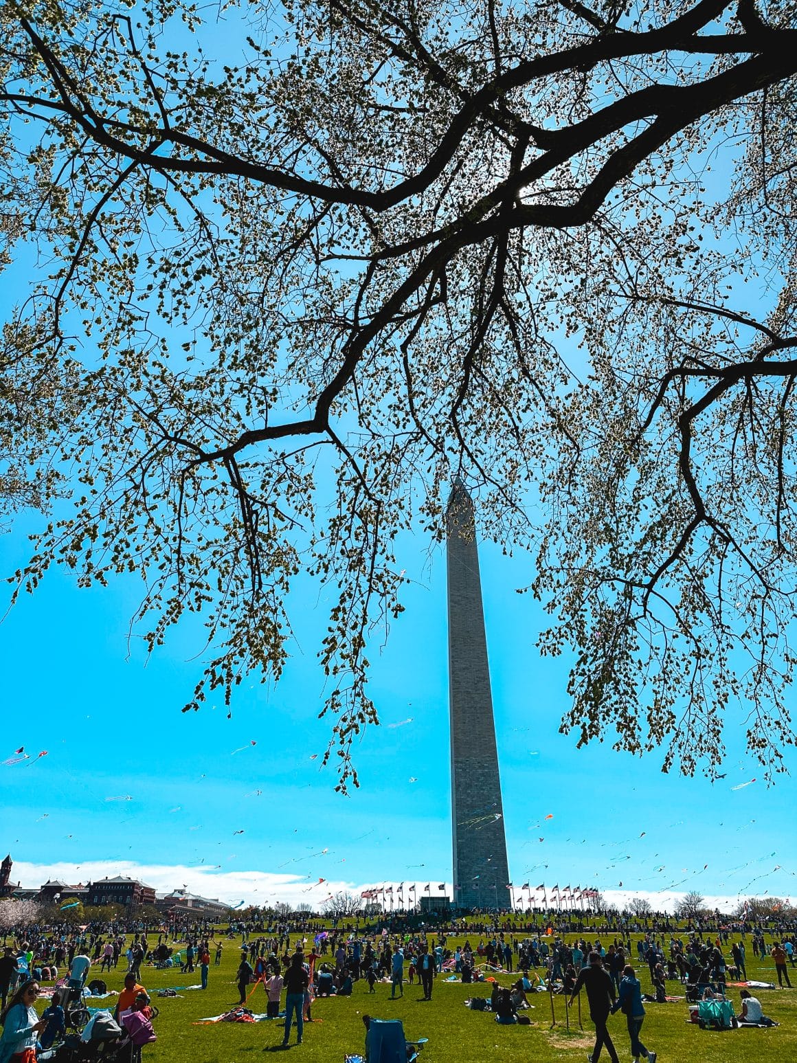 Washington DC Blossom Kite Festival photo by Keryn Means TwistTravelMag.com