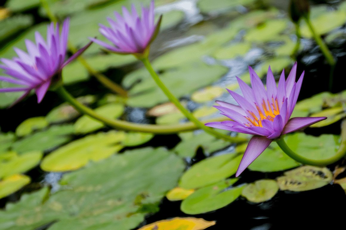 kenilworth park & aquatic gardens in washington DC